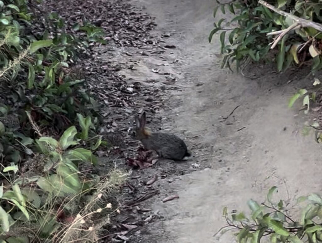 途中で見つけつウサギ